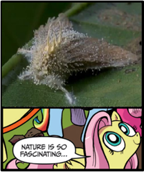 Size: 395x473 | Tagged: safe, idw, fluttershy, moth, pegasus, pony, blue coat, blue eyes, cordyceps, dialogue, exploitable meme, female, fungus, looking up, mare, meme, multicolored tail, nature is so fascinating, pink coat, pink mane, smiling, speech bubble, wings, yellow coat