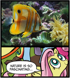 Size: 397x443 | Tagged: safe, idw, fluttershy, fish, pegasus, pony, blue coat, blue eyes, dialogue, exploitable meme, fake, female, looking up, mare, meme, multicolored tail, nature is so fascinating, photoshop, pink coat, pink mane, smiling, speech bubble, vulgar, wings, yellow coat