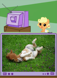 Size: 457x625 | Tagged: safe, applejack, pony, baby, baby pony, babyjack, exploitable meme, irl, irl horse, irl pony, meme, obligatory pony, photo, tv meme