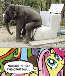 Size: 449x530 | Tagged: safe, fluttershy, elephant, pegasus, pony, asian elephant, blue coat, blue eyes, dialogue, exploitable meme, female, looking up, mare, meme, multicolored tail, nature is so fascinating, obligatory pony, pink coat, pink mane, smiling, speech bubble, toilet, wings, yellow coat