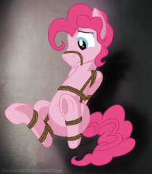 Size: 1578x1800 | Tagged: safe, artist:dripponi, bubble berry, pinkie pie, earth pony, pony, adoraberry, belly button, bondage, bound, cute, gag, male, muzzle, muzzle gag, nervicited, presenting, rope, rope gag, rule 63, rule63betes, shibari, show off, solo, underhoof, wavy mouth
