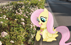 Size: 5001x3188 | Tagged: safe, artist:missbeigepony, artist:ryoki-fureaokibi, fluttershy, absurd resolution, element of kindness, flower, irl, photo, ponies in real life, shadow, solo, street, vector