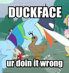 Size: 377x402 | Tagged: safe, derpibooru import, screencap, rainbow dash, duck, pegasus, pony, animation error, duckface, image macro, meme