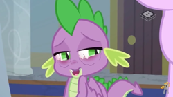 Size: 1280x720 | Tagged: safe, screencap, spike, starlight glimmer, dragon, pony, unicorn, a matter of principals, boomerang (tv channel), female, mare, winged spike, wings