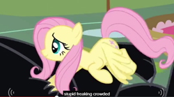 Size: 635x353 | Tagged: safe, screencap, cerberus (character), fluttershy, cerberus, pegasus, pony, it's about time, meme, multiple heads, three heads, youtube caption