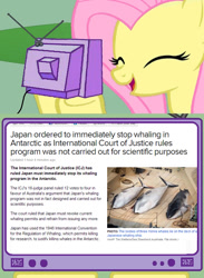 Size: 563x771 | Tagged: safe, fluttershy, pegasus, pony, exploitable meme, japan, meme, news, obligatory pony, tv meme