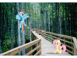 Size: 960x720 | Tagged: safe, derpibooru import, fluttershy, rainbow dash, flying, irl, photo, ponies in real life, vector