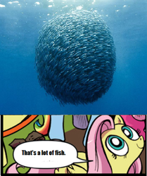 Size: 393x471 | Tagged: safe, fluttershy, fish, pegasus, pony, blue coat, blue eyes, dialogue, exploitable meme, female, godzilla 1998, looking up, mare, matthew broderick, meme, multicolored tail, nature is so fascinating, nick tatopoulos, nostalgia critic, obligatory pony, pink coat, pink mane, smiling, speech bubble, that's a lot of fish, wings, yellow coat