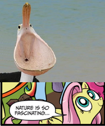 Size: 392x472 | Tagged: safe, idw, fluttershy, pegasus, pelican, pony, blue coat, blue eyes, dialogue, exploitable meme, female, looking up, mare, meme, multicolored tail, nature is so fascinating, obligatory pony, pink coat, pink mane, smiling, speech bubble, toilet, wat, wings, yellow coat