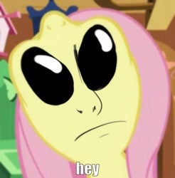 Size: 366x372 | Tagged: safe, edit, fluttershy, alien, alien eyes, ayy lmao, gray, nightmare fuel, not salmon, solo, species swap, uma, void eyes, wat, what horrors have been unleashed