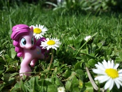 Size: 4128x3096 | Tagged: safe, artist:sleepyowlish, pinkie pie, blind bag, flower, irl, photo, solo, toy