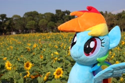 Size: 4096x2730 | Tagged: safe, artist:nekokevin, rainbow dash, pegasus, pony, female, flower, irl, mare, photo, plushie, smiling, solo, spread wings, sunflower, tree, wings