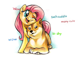 Size: 900x695 | Tagged: dead source, safe, artist:feyrah, fluttershy, dog, pegasus, pony, cheek squish, comic sans, cute, doge, doge thread, kallisti, meme, one eye closed, open mouth, shiba inu, shibe, shyabetes, smiling, squishy cheeks, that pony sure does love animals, traditional art, wink