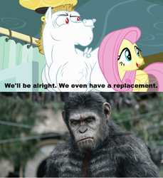 Size: 640x698 | Tagged: safe, bulk biceps, caesar, fluttershy, ape, chimpanzee, pegasus, pony, rainbow falls, blonde, blonde mane, blonde tail, blue eyes, crossover, curtain, ear piercing, exploitable meme, female, looking to side, looking to the right, male, mare, meme, open mouth, piercing, pink mane, pink tail, planet of the apes, red eyes, replacement meme, smiling, spread wings, stallion, text, white coat, wings, yellow coat