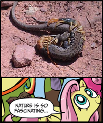 Size: 395x471 | Tagged: safe, idw, fluttershy, centipede, lizard, pegasus, pony, blue coat, blue eyes, dialogue, exploitable meme, female, fight, looking up, mare, meme, multicolored tail, nature is so fascinating, pink coat, pink mane, smiling, speech bubble, wings, yellow coat