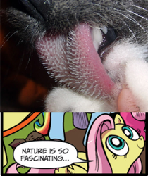 Size: 395x471 | Tagged: safe, idw, fluttershy, cat, pegasus, pony, blue coat, blue eyes, dialogue, exploitable meme, female, looking up, mare, meme, multicolored tail, nature is so fascinating, pink coat, pink mane, smiling, speech bubble, tongue out, wings, yellow coat