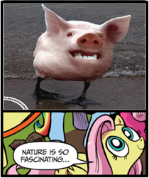 Size: 397x473 | Tagged: safe, idw, fluttershy, duck, pegasus, pig, pony, blue coat, blue eyes, dialogue, exploitable meme, female, looking up, mare, meme, multicolored tail, nature is so fascinating, pigduck, pink coat, pink mane, smiling, speech bubble, wings, yellow coat