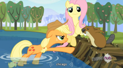 Size: 762x424 | Tagged: safe, screencap, applejack, fluttershy, beaver, earth pony, pegasus, pony, keep calm and flutter on, chicago, hub logo, youtube caption