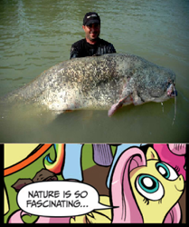 Size: 395x472 | Tagged: safe, idw, fluttershy, catfish, fish, pegasus, pony, blue coat, blue eyes, dialogue, exploitable meme, female, looking up, mare, meme, multicolored tail, nature is so fascinating, pink coat, pink mane, smiling, speech bubble, wels, wels catfish, wings, yellow coat