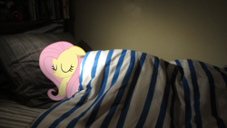 Size: 2816x1584 | Tagged: safe, artist:fluttershyhd, fluttershy, bed, blanket, irl, photo, ponies in real life, sleeping