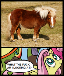 Size: 397x473 | Tagged: safe, fluttershy, pegasus, pony, blue coat, blue eyes, dialogue, exploitable meme, female, hoers, looking up, mare, meme, multicolored tail, nature is so fascinating, pink coat, pink mane, real pony, shetland pony, smiling, speech bubble, vulgar, wings, yellow coat