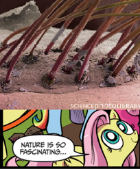 Size: 390x477 | Tagged: safe, idw, fluttershy, pegasus, pony, blue coat, blue eyes, dialogue, exploitable meme, eyelash mites, eyelashes, female, looking up, mare, meme, multicolored tail, nature is so fascinating, not sure if safe or grotesque, pink coat, pink mane, smiling, speech bubble, wings, yellow coat