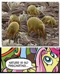 Size: 390x477 | Tagged: safe, idw, fluttershy, pegasus, pony, blue coat, blue eyes, dialogue, dust mites, exploitable meme, female, looking up, mare, meme, microscopic photography, multicolored tail, nature is so fascinating, not sure if safe or grotesque, pillow, pink coat, pink mane, smiling, speech bubble, wings, yellow coat