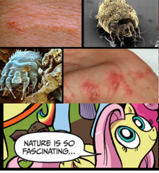 Size: 390x424 | Tagged: safe, fluttershy, pegasus, pony, blue coat, blue eyes, dialogue, exploitable meme, female, looking up, mare, meme, multicolored tail, nature is so fascinating, pink coat, pink mane, scabies, smiling, speech bubble, wings, yellow coat