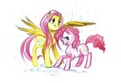 Size: 1700x1165 | Tagged: safe, artist:paulina-ap, fluttershy, pinkie pie, earth pony, pegasus, pony, female, flutterpie, lesbian, rain, shipping, traditional art, wings