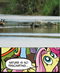 Size: 391x471 | Tagged: safe, idw, fluttershy, crocodile, pegasus, pony, blue coat, blue eyes, dialogue, exploitable meme, female, gustave, looking up, mare, meme, multicolored tail, nature is so fascinating, pink coat, pink mane, smiling, speech bubble, wings, yellow coat