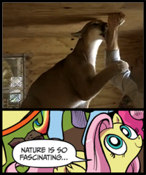 Size: 393x469 | Tagged: safe, fluttershy, pegasus, pony, blue coat, blue eyes, cougar (animal), dialogue, exploitable meme, female, licking, looking up, mare, meme, multicolored tail, nature is so fascinating, pink coat, pink mane, smiling, speech bubble, wings, yellow coat