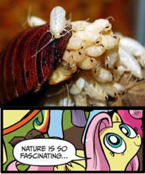 Size: 395x473 | Tagged: safe, idw, fluttershy, cockroach, pegasus, pony, birth, blue coat, blue eyes, dialogue, exploitable meme, female, looking up, mare, meme, multicolored tail, nature is so fascinating, pink coat, pink mane, smiling, speech bubble, wings, yellow coat