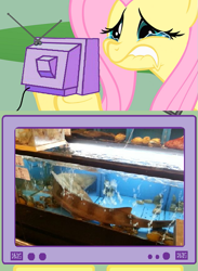 Size: 563x771 | Tagged: safe, fluttershy, tank, pegasus, pony, shark, animal abuse, cruel, exploitable meme, fluttercry, market, meme, tv meme