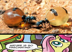 Size: 500x360 | Tagged: safe, fluttershy, pegasus, pony, blue coat, blue eyes, dialogue, exploitable meme, female, honeypot ants, looking up, mare, meme, multicolored tail, nature is so fascinating, pink coat, pink mane, smiling, speech bubble, wings, wrong aspect ratio, yellow coat