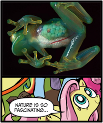 Size: 397x473 | Tagged: safe, idw, fluttershy, pegasus, pony, blue coat, blue eyes, dialogue, exploitable meme, female, glassfrog, looking up, mare, meme, multicolored tail, nature is so fascinating, pink coat, pink mane, smiling, speech bubble, wings, yellow coat