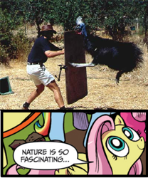 Size: 394x473 | Tagged: safe, idw, fluttershy, cassowary, human, pegasus, pony, blue coat, blue eyes, dialogue, exploitable meme, female, looking up, mare, meme, multicolored tail, nature is so fascinating, pink coat, pink mane, smiling, speech bubble, wings, yellow coat