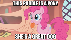 Size: 625x351 | Tagged: safe, screencap, pinkie pie, dog, earth pony, pony, bridle gossip, behaving like a dog, cute, diapinkes, female, image macro, mare, puppy pie, solo, spitty pie, tongue out
