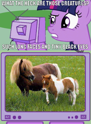 Size: 563x768 | Tagged: safe, derpibooru import, twilight sparkle, exploitable meme, horse-pony interaction, image macro, irony, real pony, tv meme, wat
