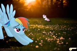 Size: 5196x3464 | Tagged: safe, artist:potato22, derpibooru import, rainbow dash, sweetie belle, copyright, credits, forest, irl, iwtcird, meme, photo, ponies in real life