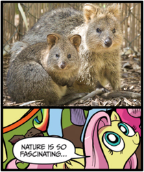 Size: 397x473 | Tagged: safe, fluttershy, pegasus, pony, blue coat, blue eyes, dialogue, exploitable meme, female, looking up, mare, meme, multicolored tail, nature is so fascinating, pink coat, pink mane, quokka, smiling, speech bubble, wings, yellow coat