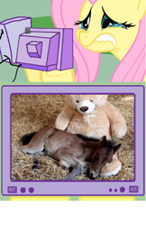 Size: 512x788 | Tagged: safe, fluttershy, horse, pegasus, pony, exploitable meme, feels, female, fluttercry, foal, hoers, irl, mare, photo, sad, teary eyes, teddy bear, tv meme