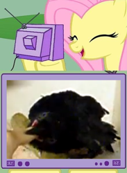 Size: 438x600 | Tagged: safe, fluttershy, crow, pegasus, pony, biting, exploitable meme, finger, meme, nom, tv meme