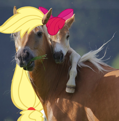 Size: 560x569 | Tagged: safe, edit, apple bloom, applejack, horse, adorabloom, adorawat, cute, eating, grass, hoers, irl, irl horse, looking at you, photo, wat