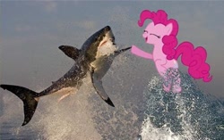 Size: 500x313 | Tagged: safe, pinkie pie, earth pony, fish, great white shark, pony, shark, animal, duo, eyes closed, female, high five, mare, wayer