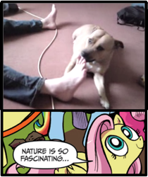 Size: 397x473 | Tagged: safe, fluttershy, dog, pegasus, pony, blue coat, blue eyes, dialogue, exploitable meme, feet, female, licking, looking up, mare, meme, multicolored tail, nature is so fascinating, obligatory pony, pink coat, pink mane, smiling, speech bubble, wings, yellow coat, youtube link