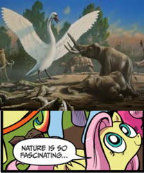 Size: 392x472 | Tagged: safe, idw, fluttershy, elephant, pegasus, pony, swan, tortoise, blue coat, blue eyes, cygnus falconeri, dialogue, dwarf mammoth, exploitable meme, female, giant swan, giant tortoise, looking up, mammoth, mare, meme, multicolored tail, nature is so fascinating, not salmon, obligatory pony, pink coat, pink mane, role reversal, smiling, speech bubble, wings, wtf, yellow coat