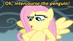 Size: 854x480 | Tagged: safe, screencap, fluttershy, pegasus, pony, image macro, monty python, solo