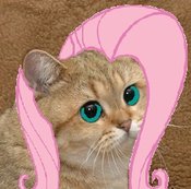 Size: 175x173 | Tagged: artist needed, safe, fluttershy, cat, barely pony related, female, grafics cat, picture for breezies, pink mane, solo, starecat