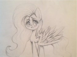 Size: 878x647 | Tagged: safe, artist:fourteenarrows, fluttershy, pegasus, pony, female, mare, solo, traditional art