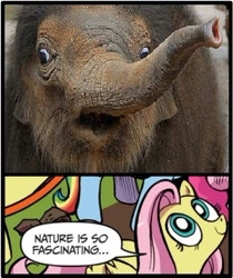 Size: 396x471 | Tagged: safe, fluttershy, elephant, pegasus, pony, asian elephant, baby, blue coat, blue eyes, derp, dialogue, exploitable meme, female, looking up, mare, meme, multicolored tail, nature is so fascinating, obligatory pony, pink coat, pink mane, smiling, speech bubble, wings, yellow coat